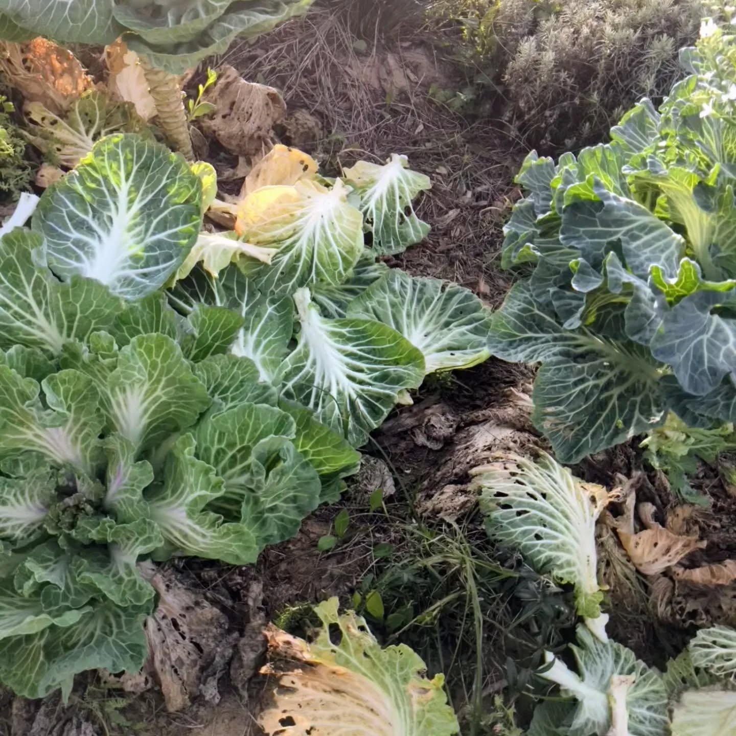 During a pruning session, we ended up looking for some chop and drop opportunities. The cabbages are great for that. Just removing the older leaves adds a lot of goodies to the ground and nudges the plant to keep on growing 🤞