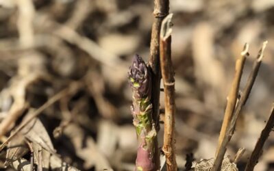 Sooner than expected, our first asparagus are coming…!