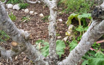 We are starting to experiment a bit more with pruning. Today, we pruned a pear tree and a few olive trees. It’s an art, and we are barely figuring out all the things we need to learn.