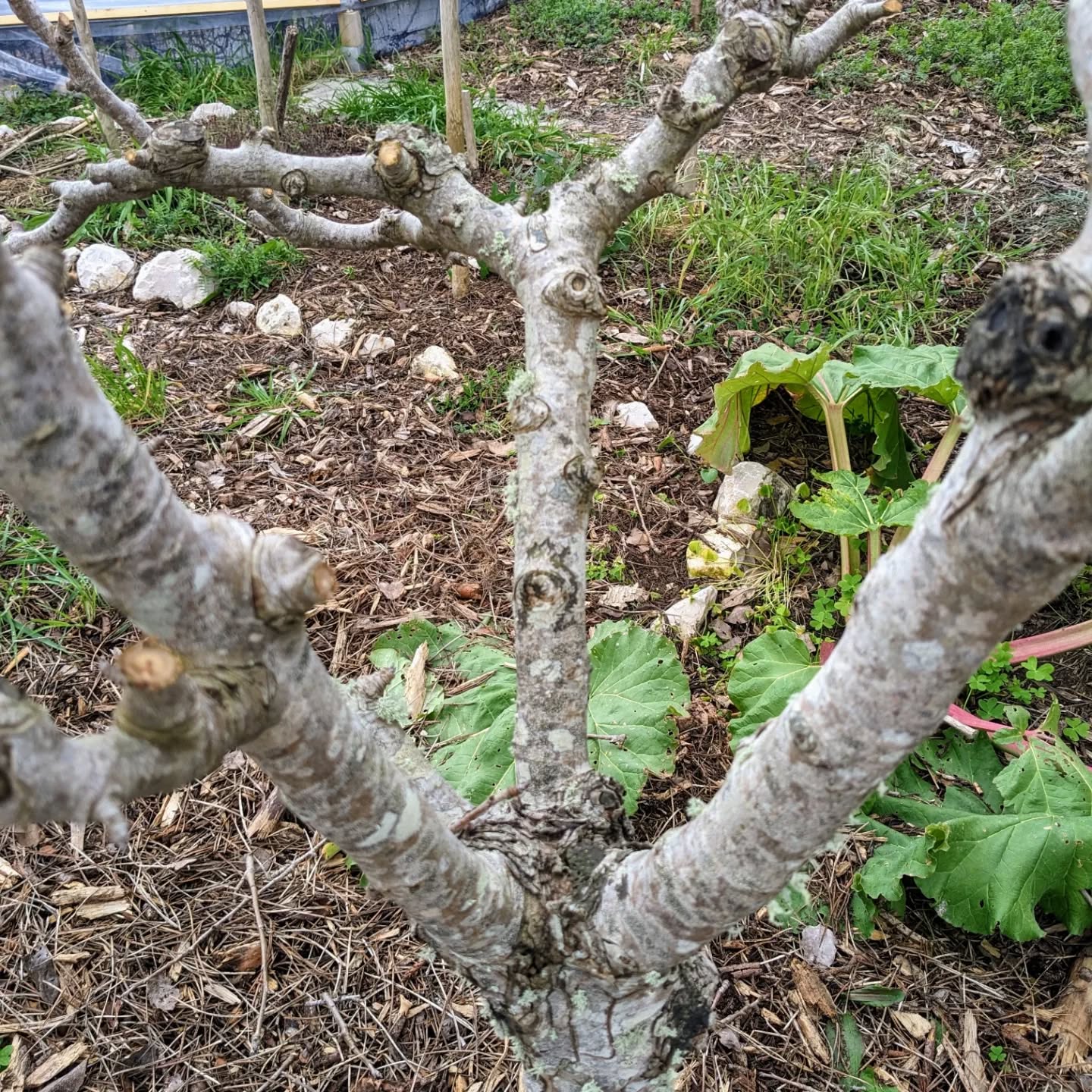 We are starting to experiment a bit more with pruning. Today, we pruned a pear tree and a few olive trees. It’s an art, and we are barely figuring out all the things we need to learn.