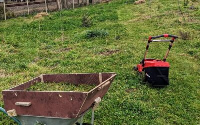 Mowing the berry patch to use the clippings as veggie garden mulch.