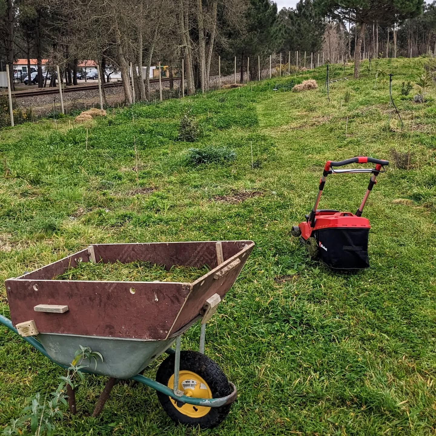 Mowing the berry patch to use the clippings as veggie garden mulch.