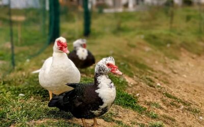 Our Muscovies are very curious. These saw me taking a picture of their friend, so they came over to see what was going on.