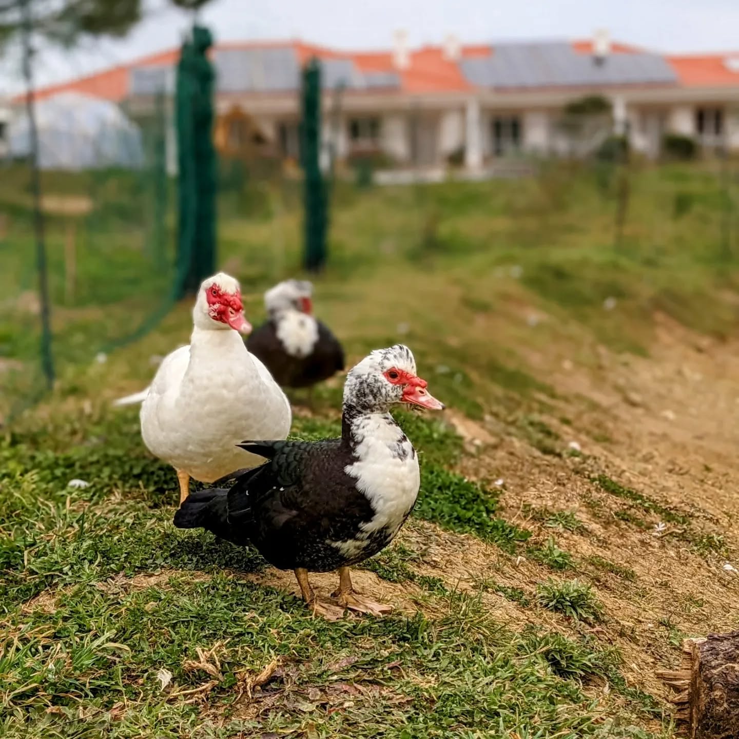 Our Muscovies are very curious. These saw me taking a picture of their friend, so they came over to see what was going on.