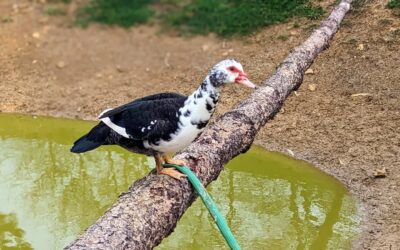 Female Muscovy duck chilling on a tree trunk.