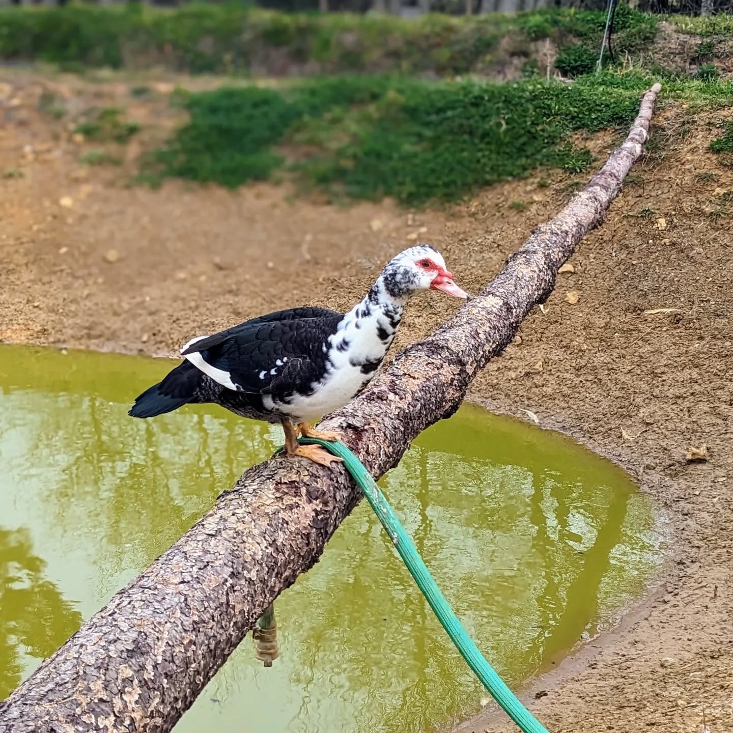 Female Muscovy duck chilling on a tree trunk.