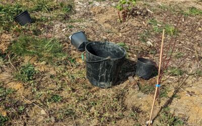 Planting several kinds of dogwood (Cornus spp.)