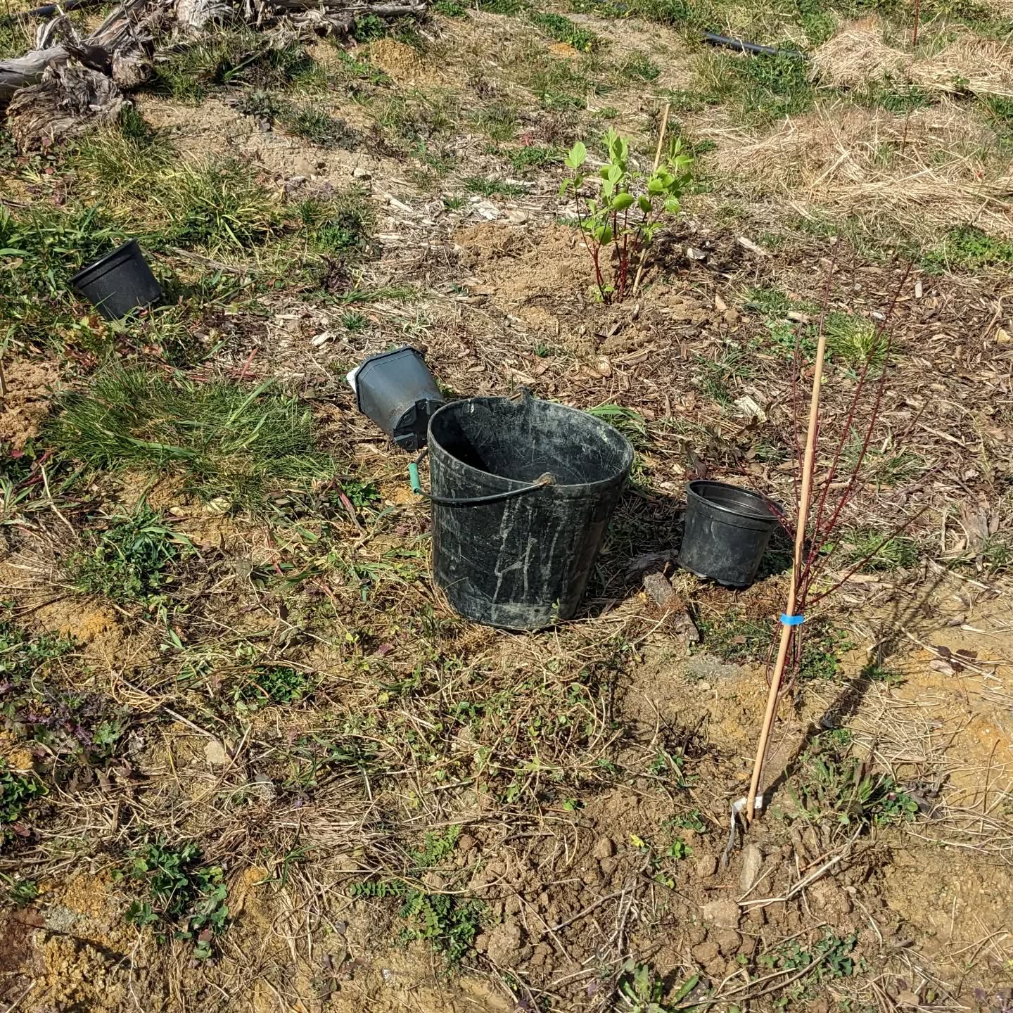 Planting several kinds of dogwood (Cornus spp.)