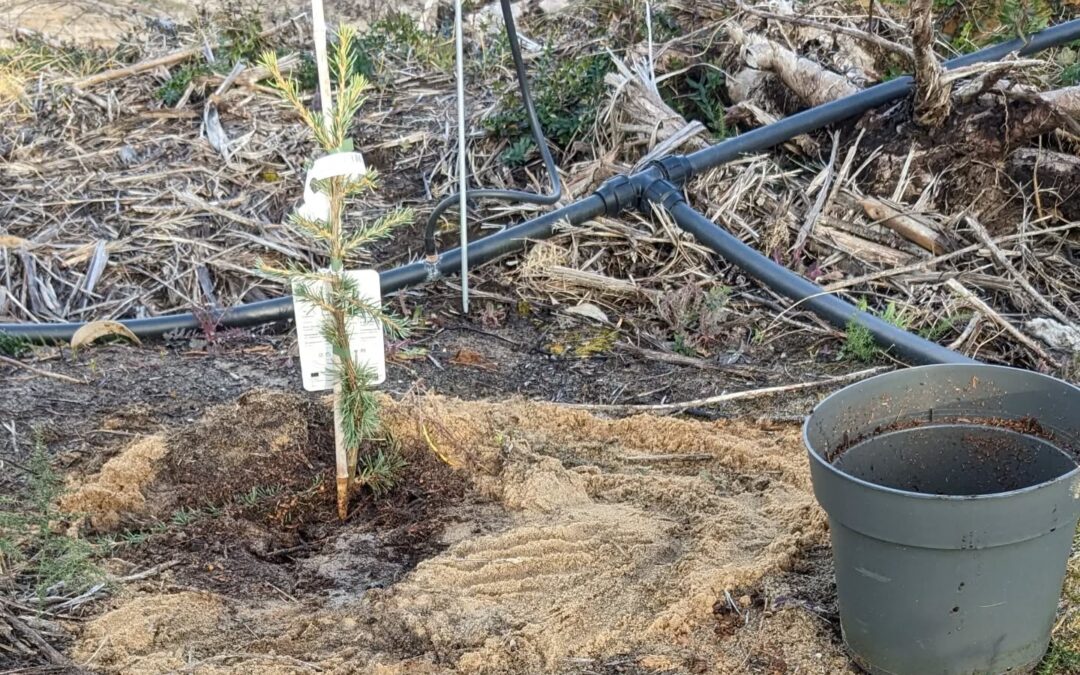 Planting Atlas Cedars (Glauca Pendula) in one of the garden chill spots.