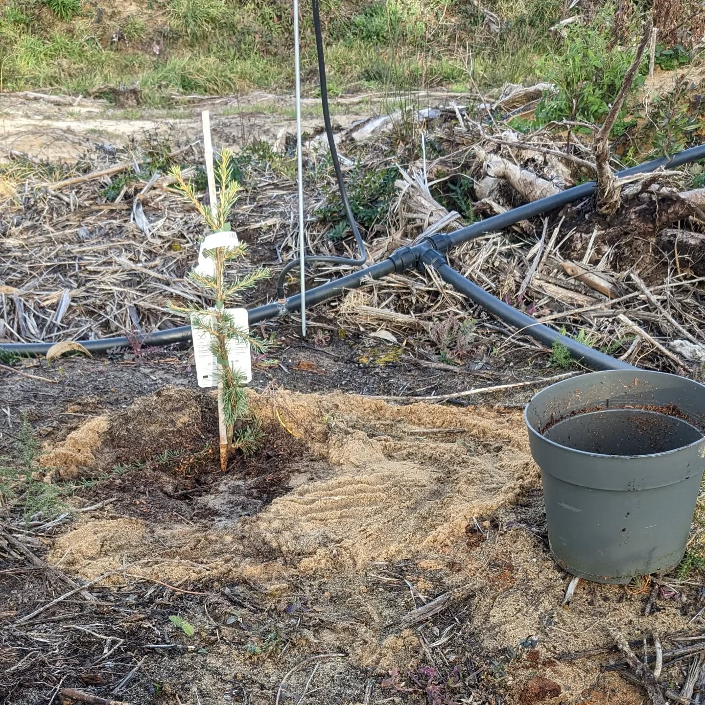 Planting Atlas Cedars (Glauca Pendula) in one of the garden chill spots.