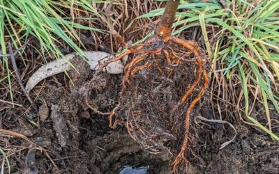 Planting alders in wet and soggy spots.
