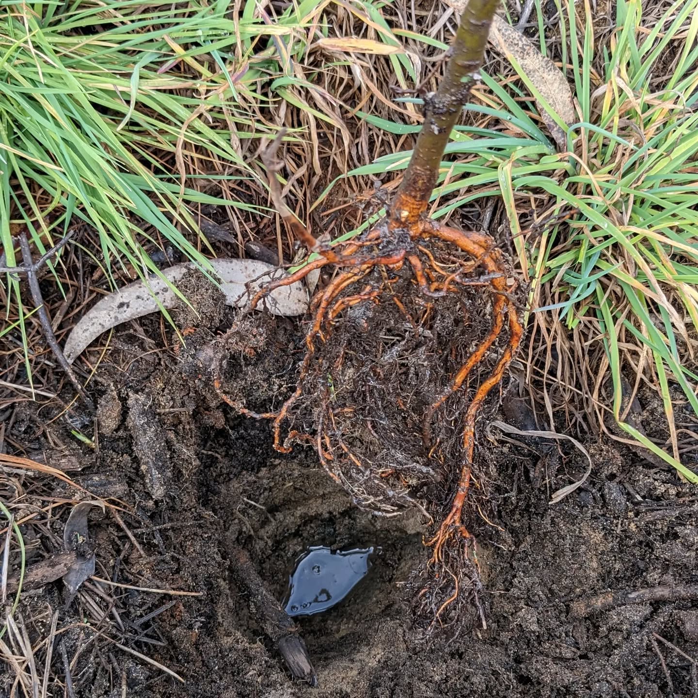 Planting alders in wet and soggy spots.