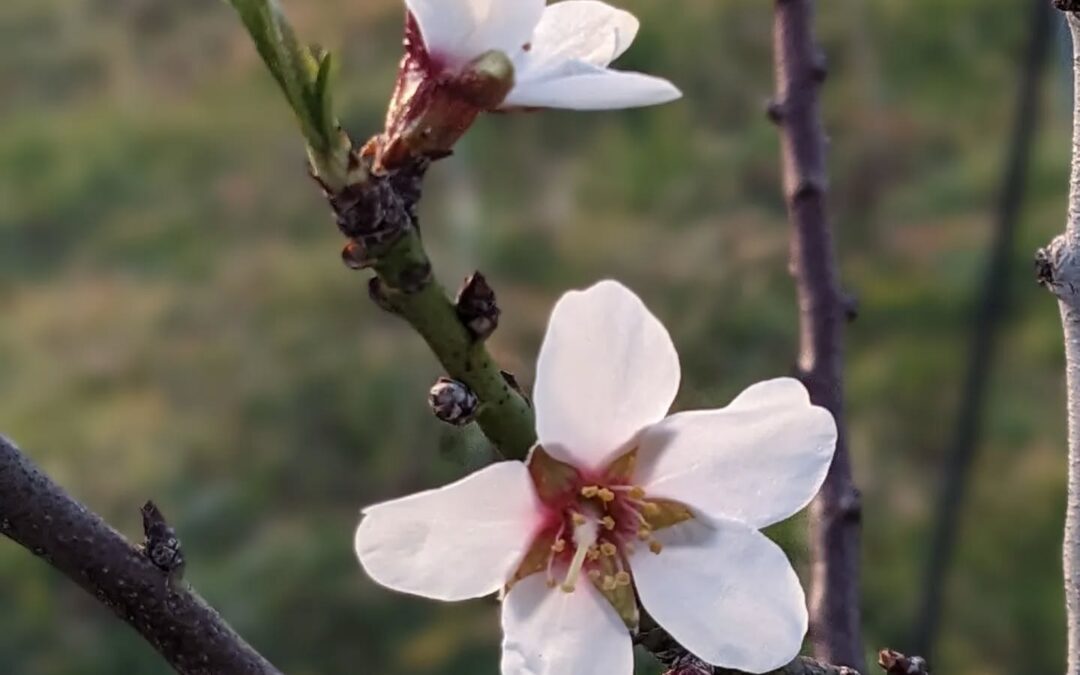 Ah, what a joy to welcome the almond tree flowers…!