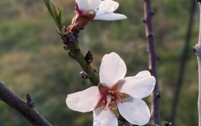 Ah, what a joy to welcome the almond tree flowers…!