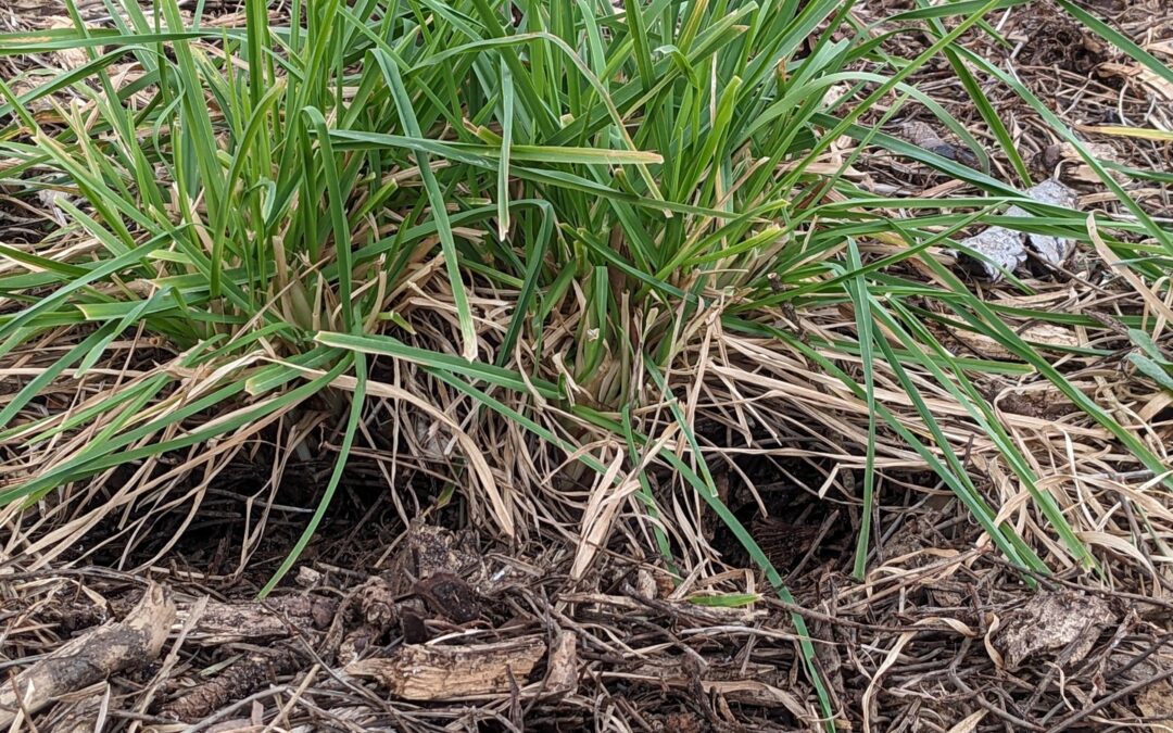 Some fellows have joined our garden and they’re building their homes. Could they be snakes, or mice?