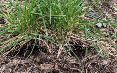 Some fellows have joined our garden and they’re building their homes. Could they be snakes, or mice?