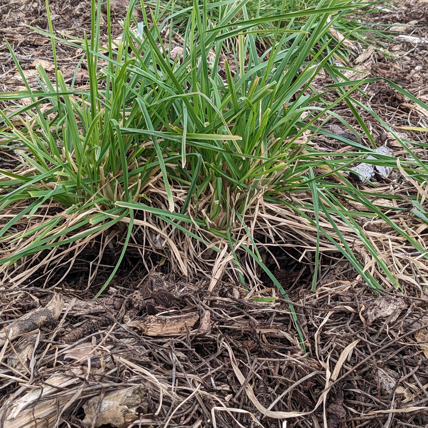 Some fellows have joined our garden and they’re building their homes. Could they be snakes, or mice?