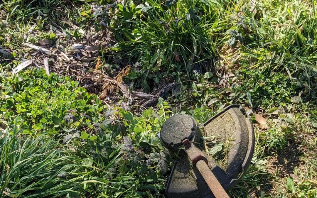 Cleaning wild blackberries in #zone3
