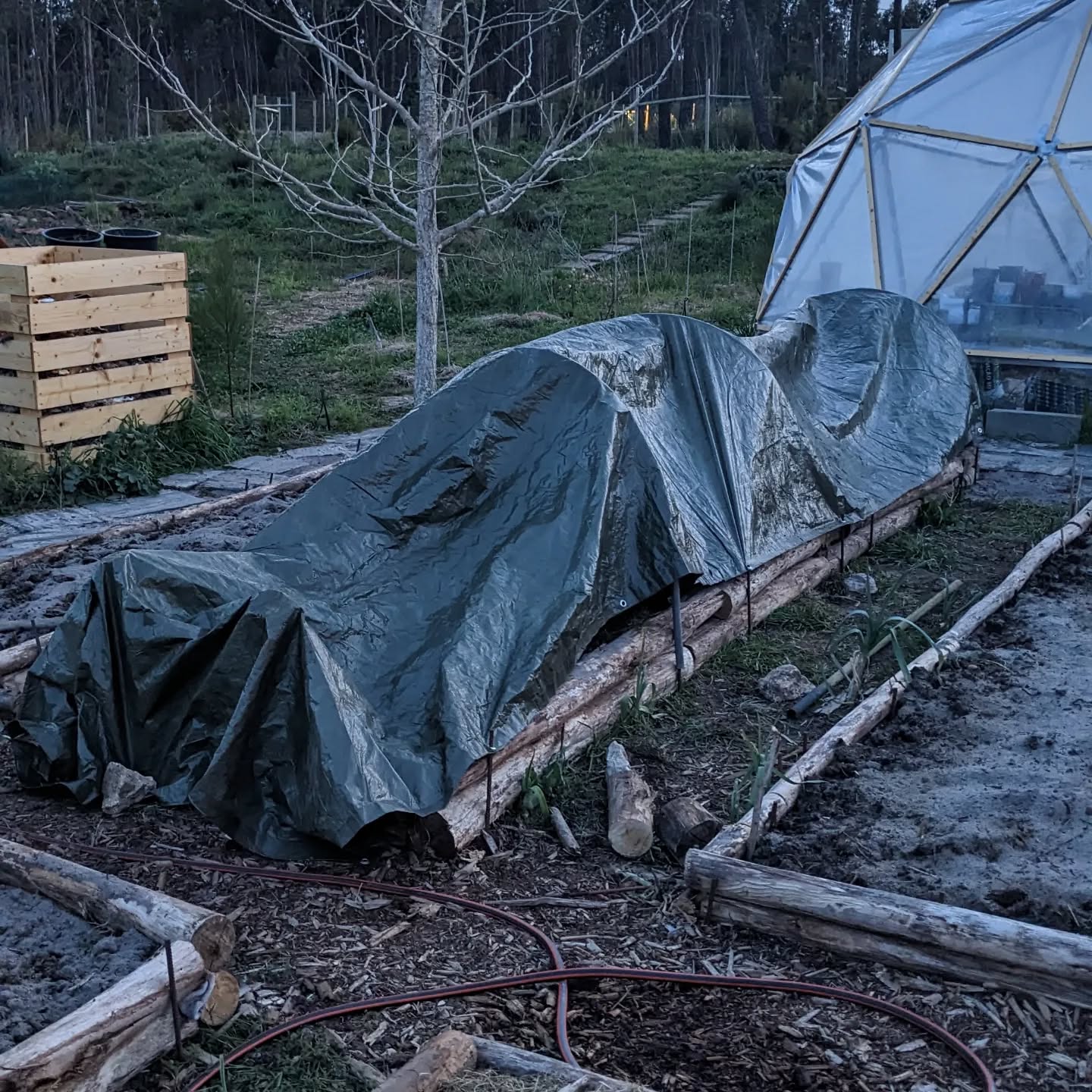 Covered bed of tomato transplants, to help them survive the frost.