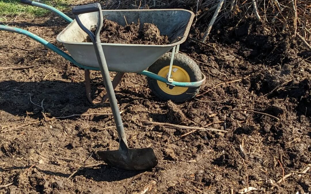 Hauling manure for the new garden beds.