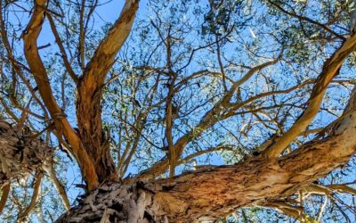 A large eucalyptus nearby.