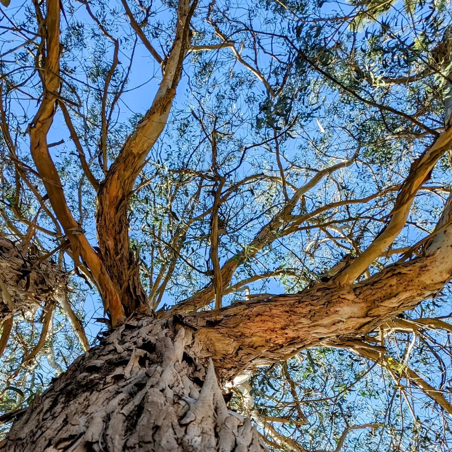 A large eucalyptus nearby.