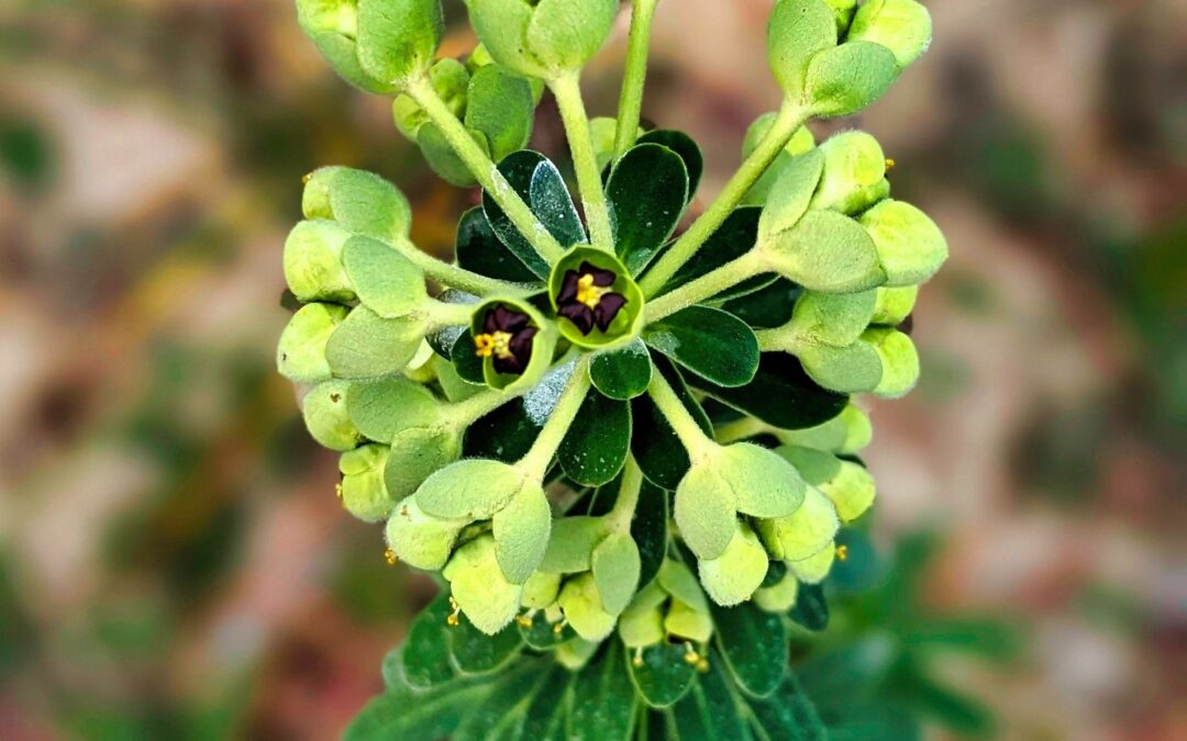 The Mediterranean Spurge, locally known as Trovisco Macho is blossoming. What a spectacular plant.
