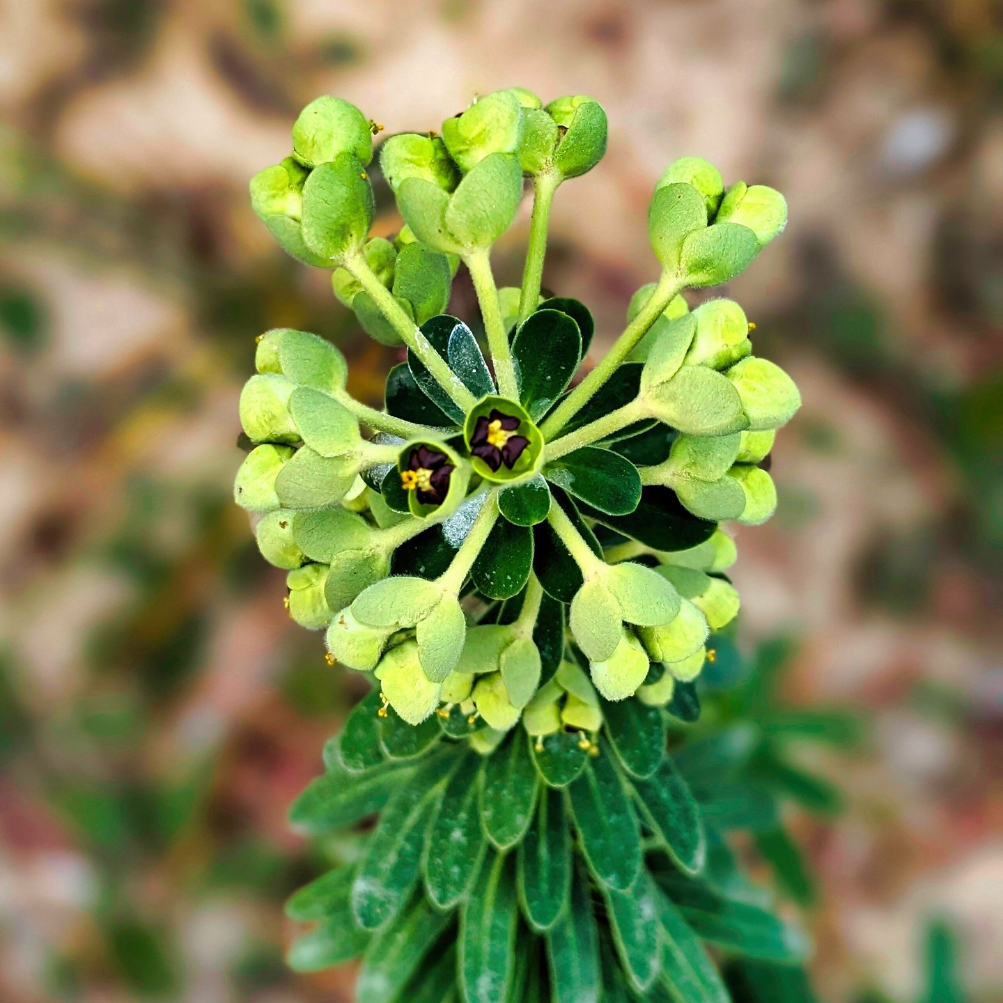 The Mediterranean Spurge, locally known as Trovisco Macho is blossoming. What a spectacular plant.