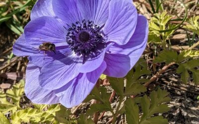 Honeybee enjoying this anemone.