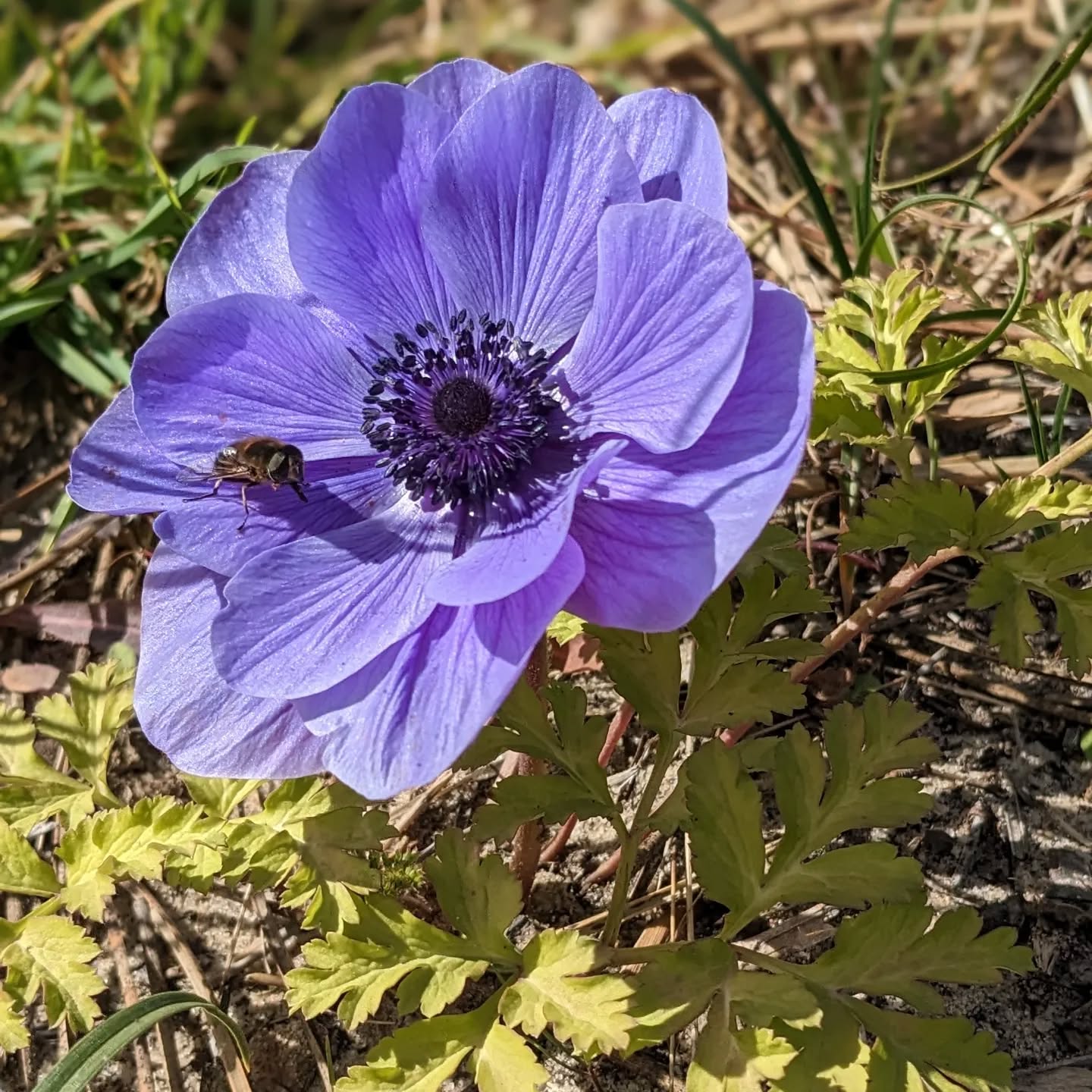 Honeybee enjoying this anemone.