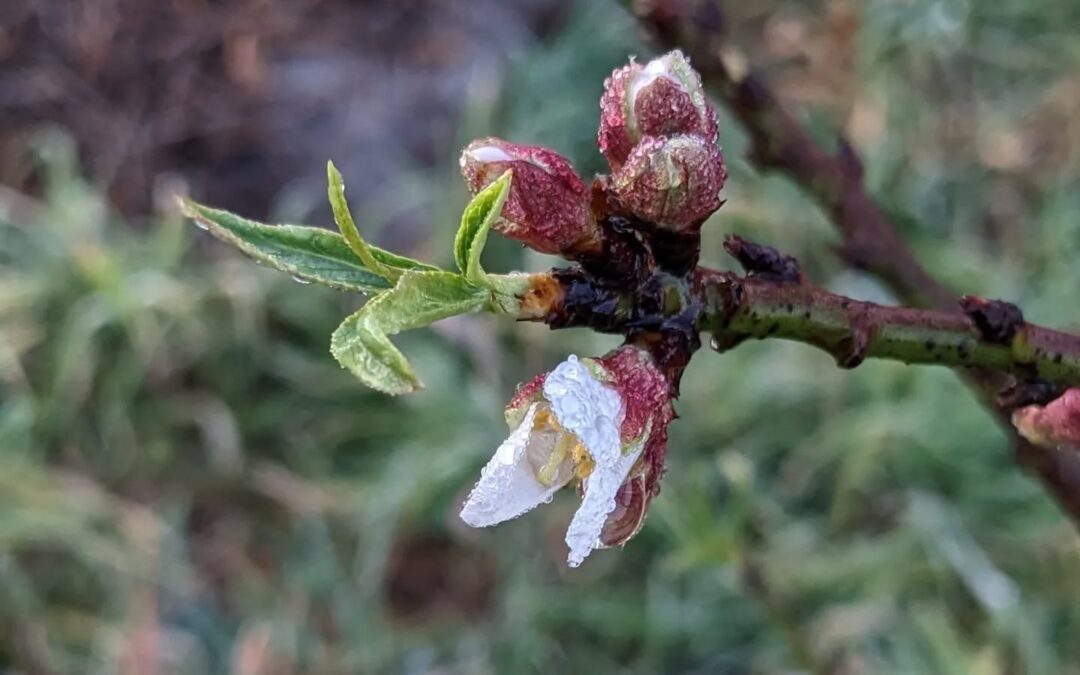 Last night’s light frost melting off this almond tree flower. No damage done, hopefully…