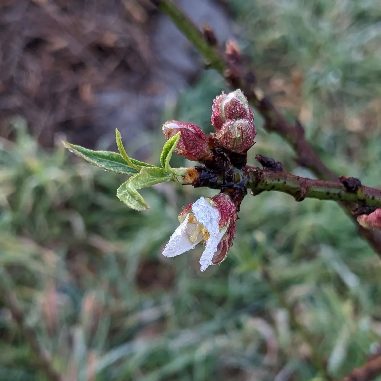 Last night’s light frost melting off this almond tree flower. No damage done, hopefully…