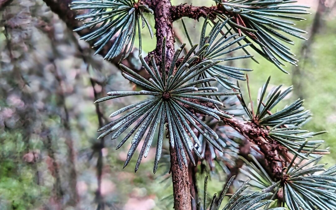 What an amazing tree! I never saw a conifer quite like this one. It has a weeping format and leaves are set like this, resembling flowers.