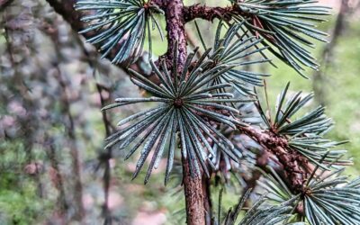 What an amazing tree! I never saw a conifer quite like this one. It has a weeping format and leaves are set like this, resembling flowers.