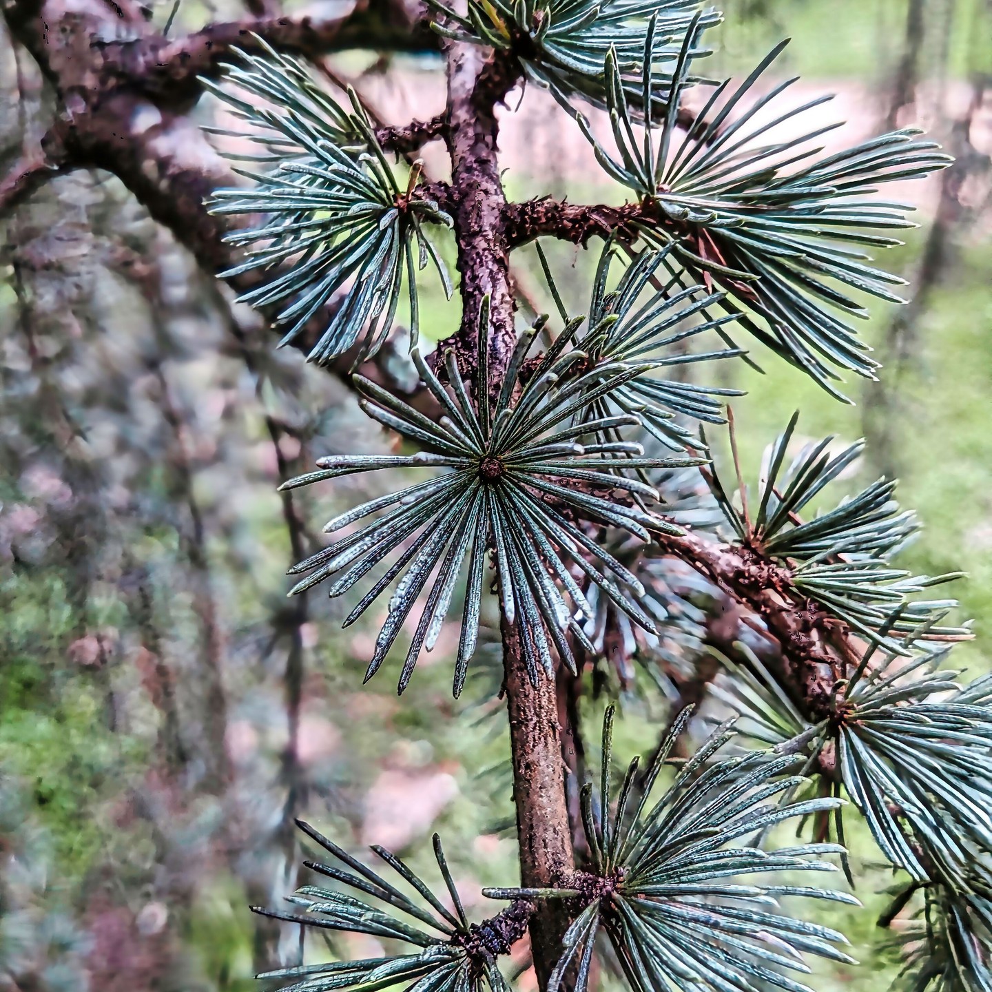 What an amazing tree! I never saw a conifer quite like this one. It has a weeping format and leaves are set like this, resembling flowers.
