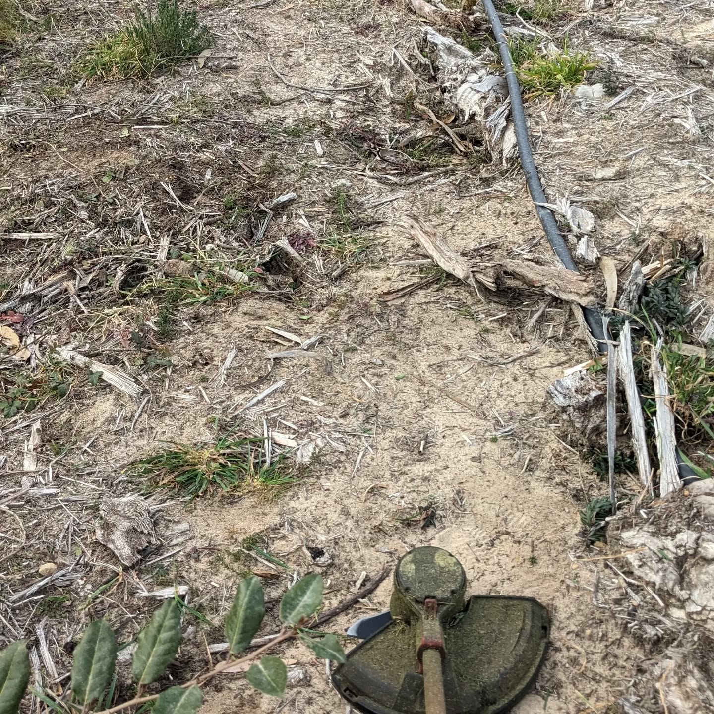 Cleaning along the southern border.