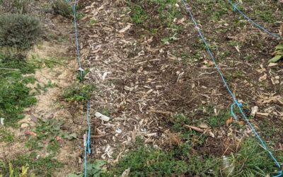 Evolution of one of the new veggie garden beds.
