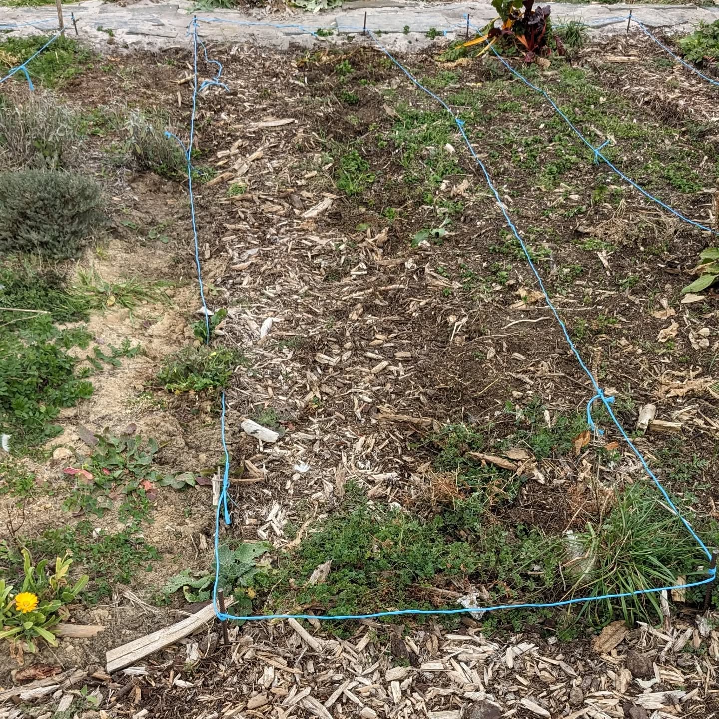 Evolution of one of the new veggie garden beds.