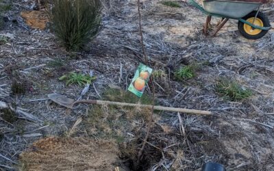 Planted several japanese persimmons.