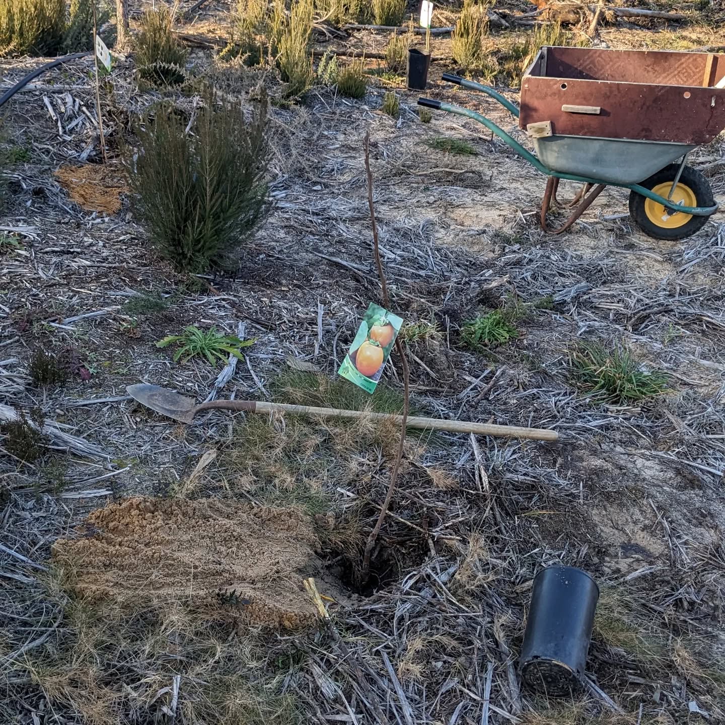 Planted several japanese persimmons.