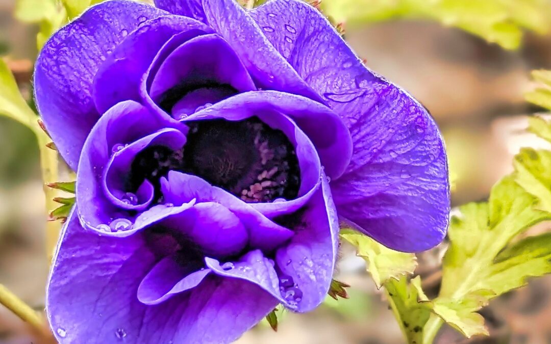 More flowers blooming. This one has a striking colour that hopefully the bees will be attracted to.