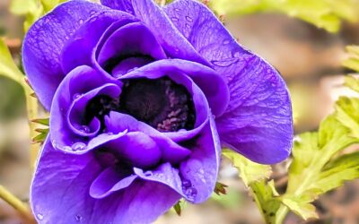 More flowers blooming. This one has a striking colour that hopefully the bees will be attracted to.