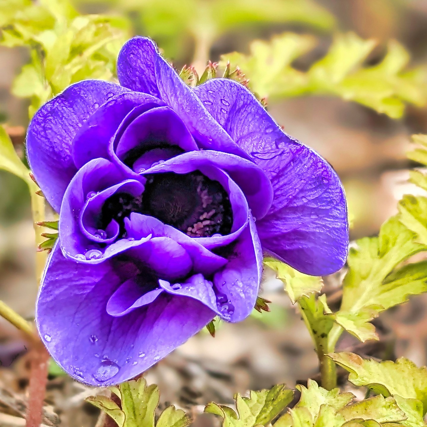 More flowers blooming. This one has a striking colour that hopefully the bees will be attracted to.