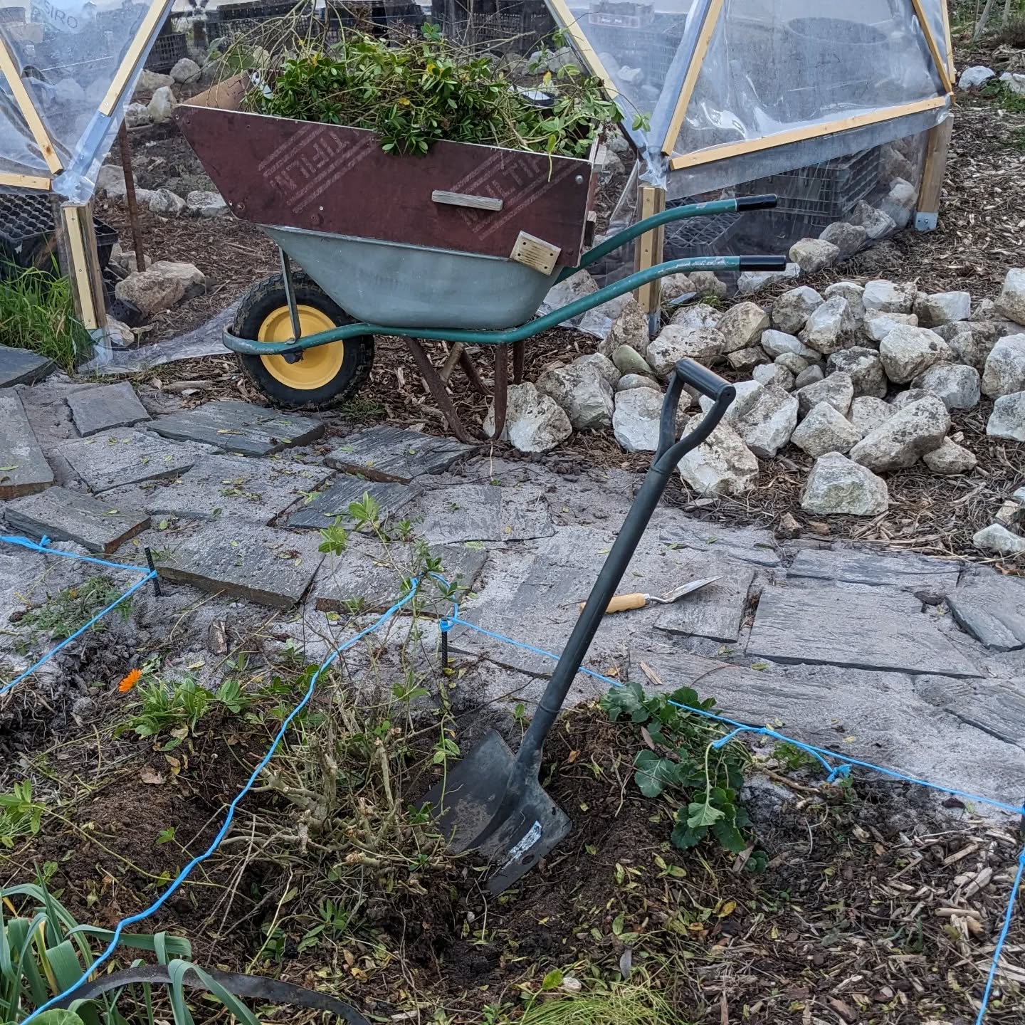 Removing the last remaining ornamental bush from the #zone1 garden beds.