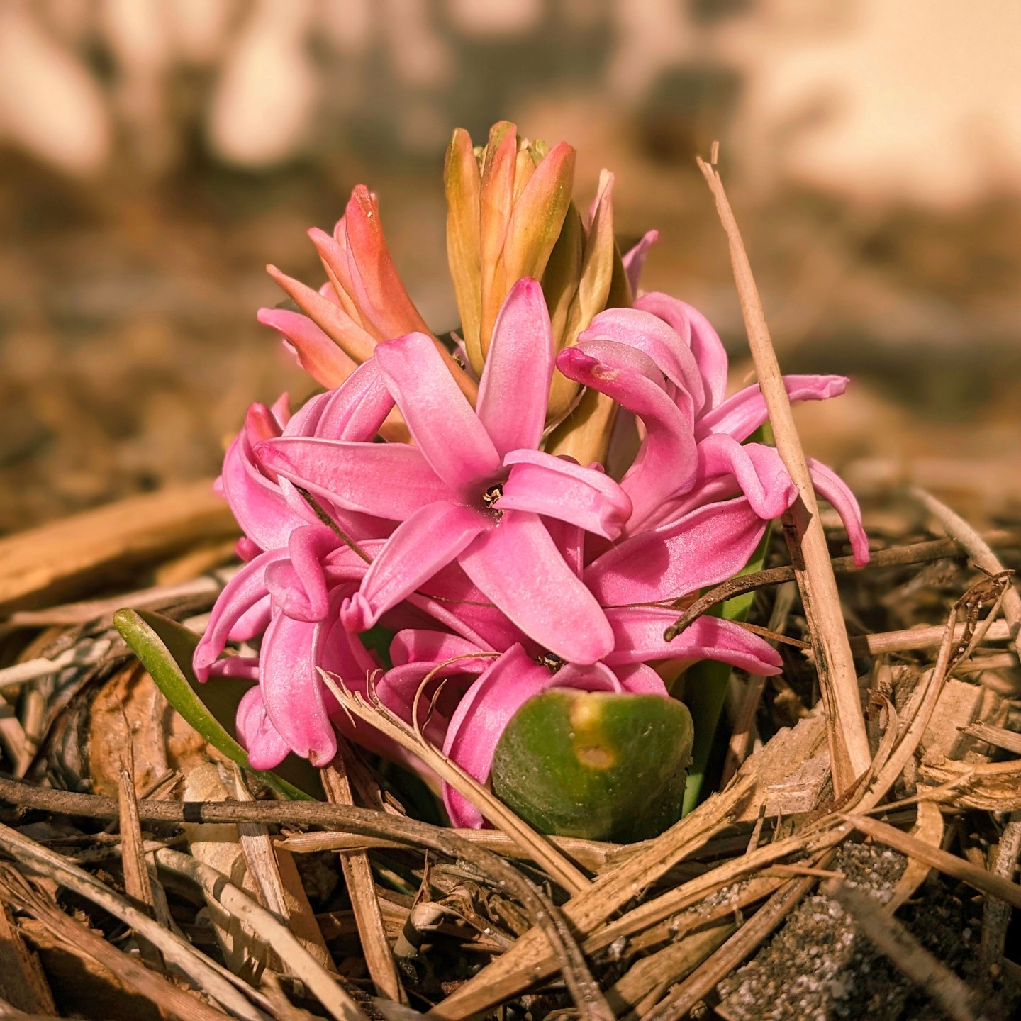 Another beautiful flower blooming in our garden.