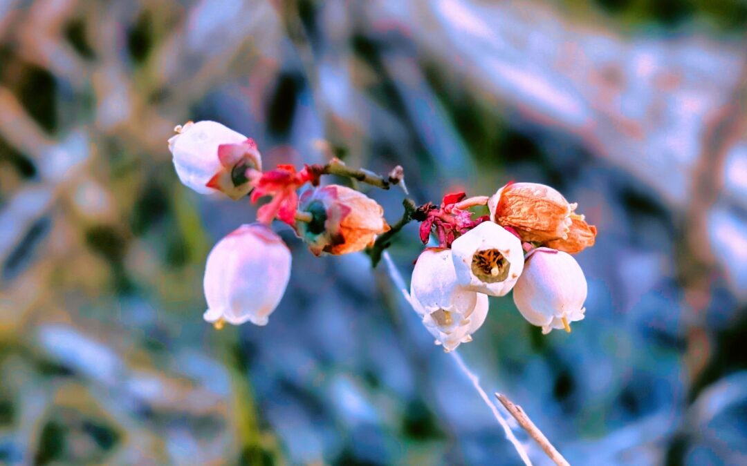 The pink blueberries are coming. Just after the frost, they started blooming.