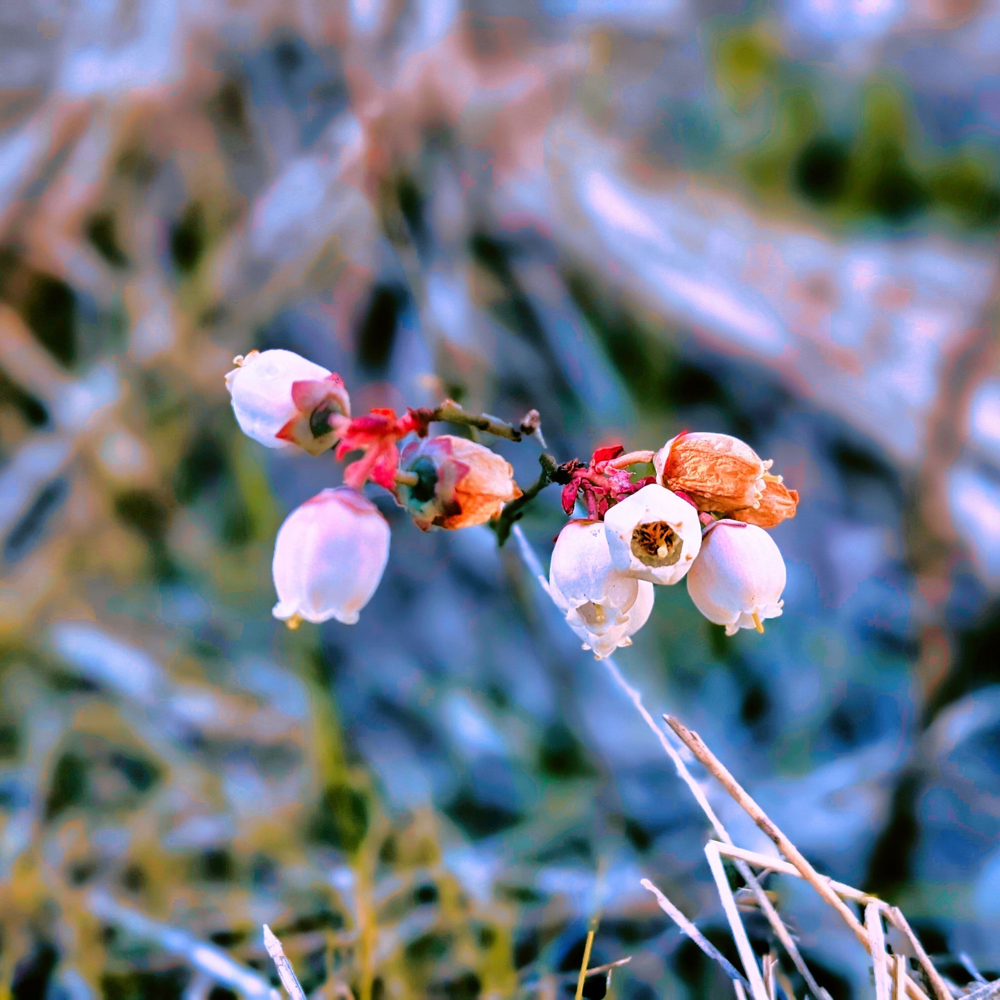 The pink blueberries are coming. Just after the frost, they started blooming.
