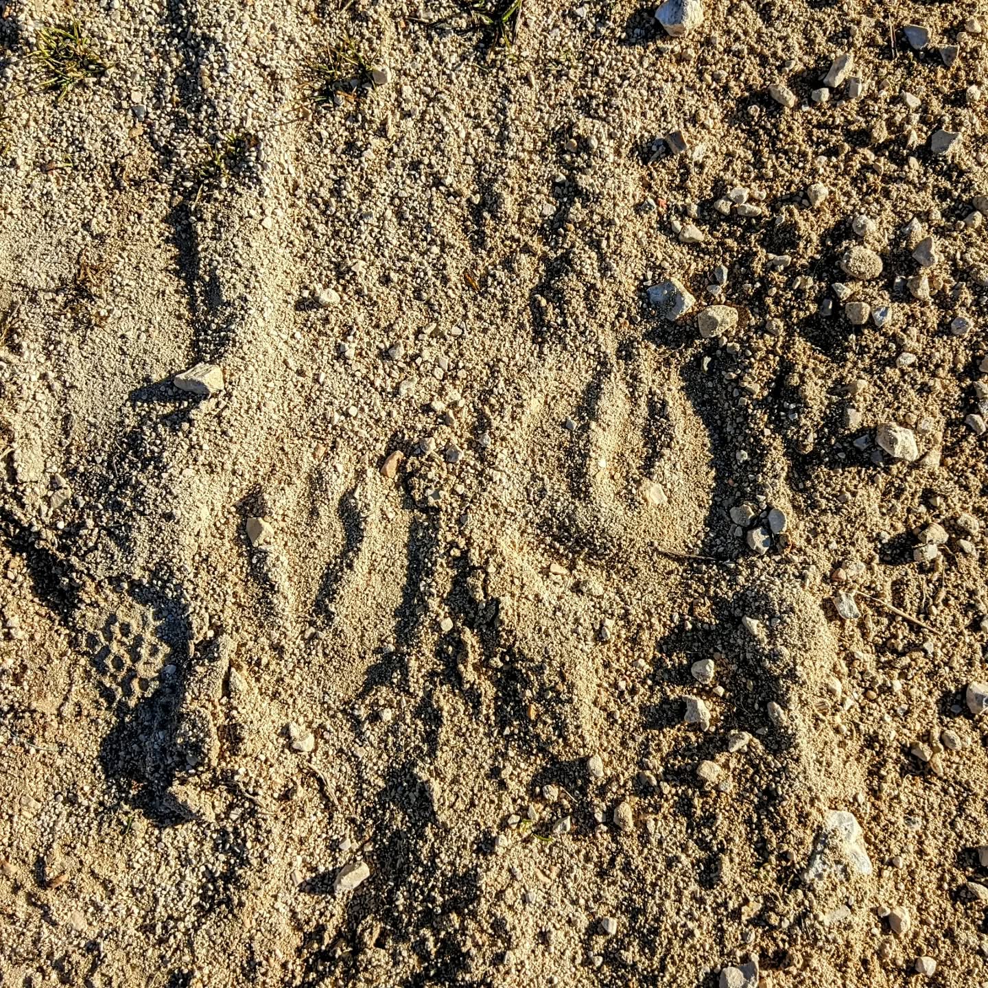 Someone else went on a walk, as well.