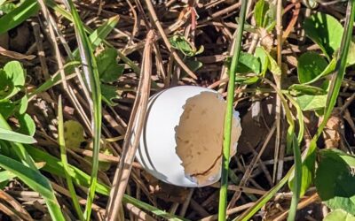 We found this treasure in our garden. It was just under our big pine tree, which seems to be the home of a few doves, so this might very well be one of their eggs.