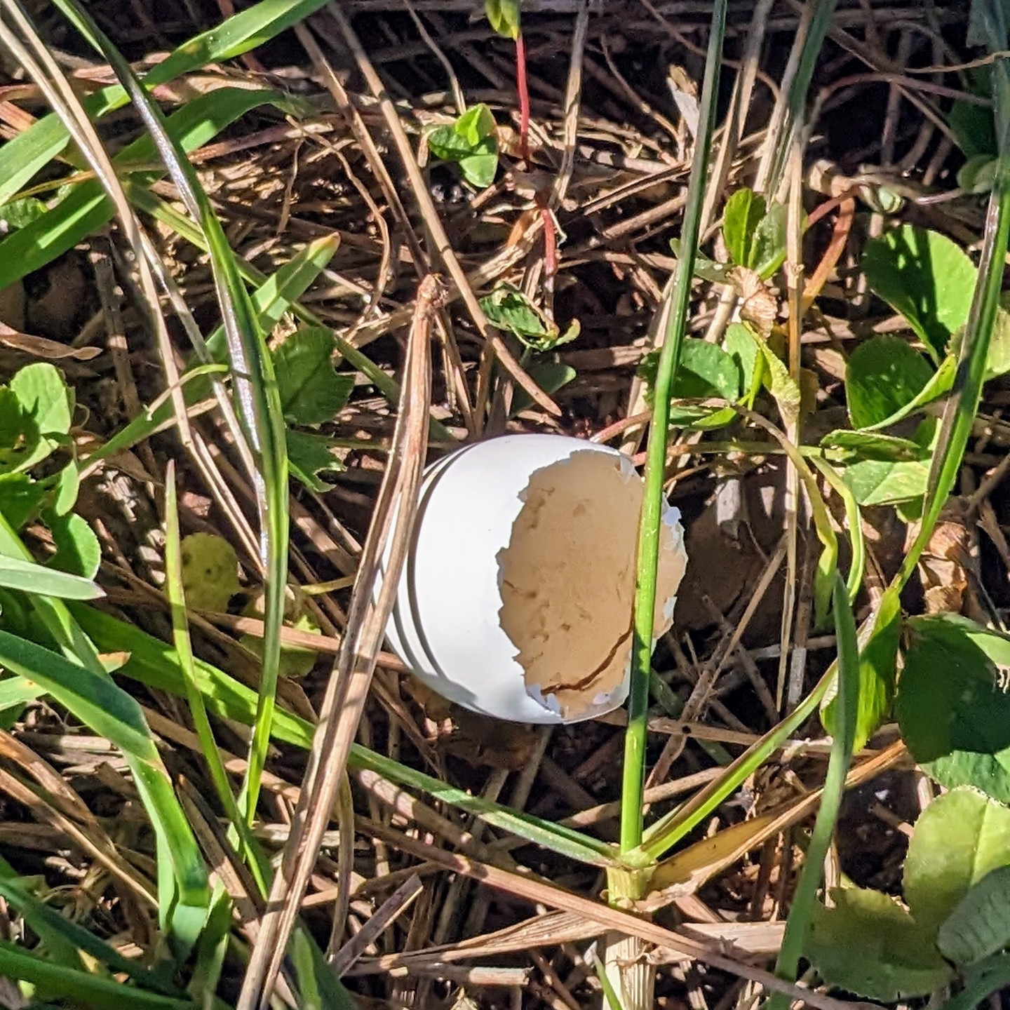 We found this treasure in our garden. It was just under our big pine tree, which seems to be the home of a few doves, so this might very well be one of their eggs.